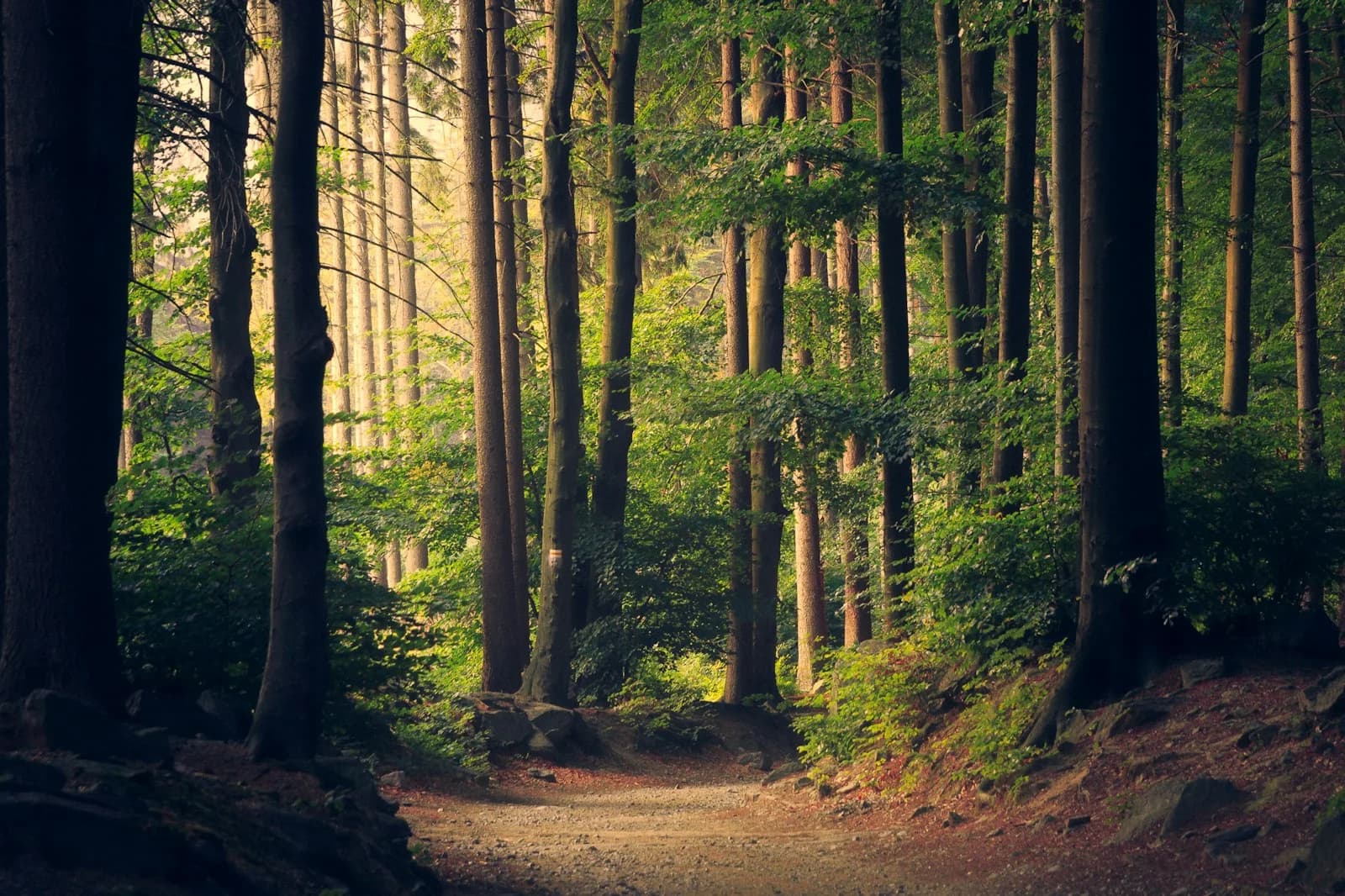 Sunlight filtering through a dense green forest